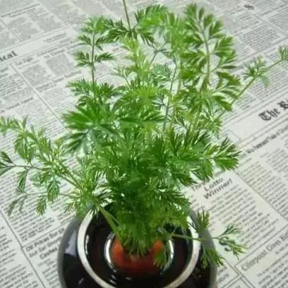 TCL�A�����������N��һƬ��G��׌����͹����������C(j��)