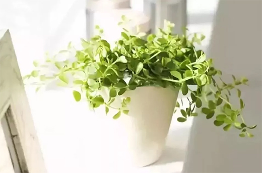 ���˾�ȫ�X�Ҿӡ����X��ľ�����h�x��ȩ����������!