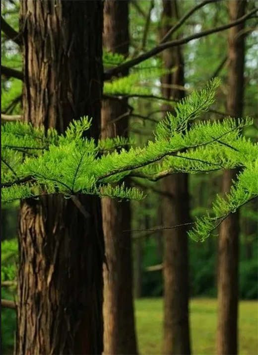 Ӳ�˃���حѩ����������ù�塹������������